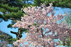 Spring13 (41)